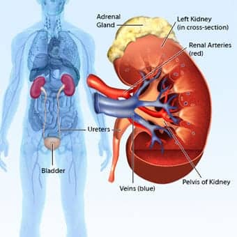 Hereditary Kidney Cancer Part 1